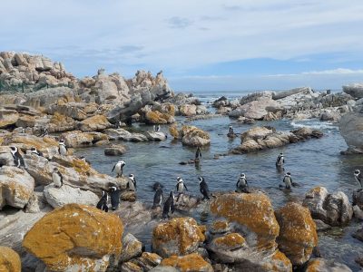 Kolonia pingwinów